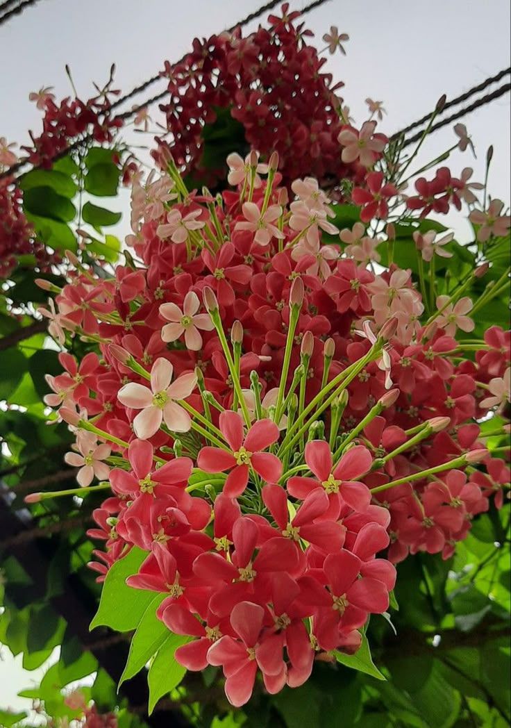 মধুমঞ্জুরি ফুল গাছের পরিচর্যা: সম্পূর্ণ গাইড | Rangoon Creeper Care Guide