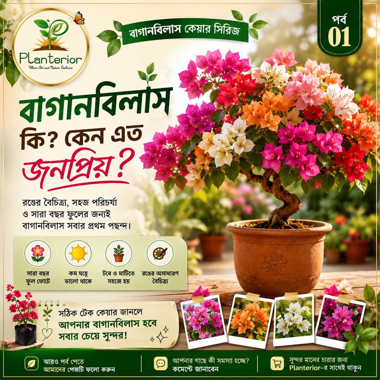 🌸 বাগানবিলাস মাস্টারক্লাস | পর্ব–১: বাগানবিলাস (Bougainvillea) কী? কেন এটি পৃথিবীর অন্যতম জনপ্রিয় অলংকারিক ফুলগাছ?