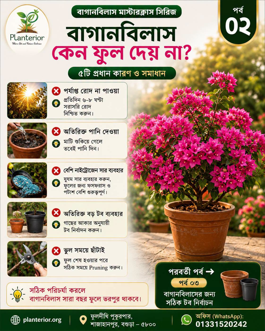 🌸 বাগানবিলাস মাস্টারক্লাস | পর্ব–০২: বাগানবিলাস কেন ফুল দেয় না? ৫টি প্রধান কারণ ও কার্যকর সমাধান