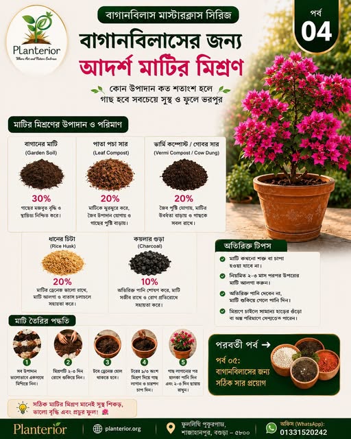 🌸 বাগানবিলাস মাস্টারক্লাস | পর্ব–০৪: বাগানবিলাসের জন্য আদর্শ মাটির মিশ্রণ—সুস্থ শিকড় ও প্রচুর ফুলের গোপন রহস্য