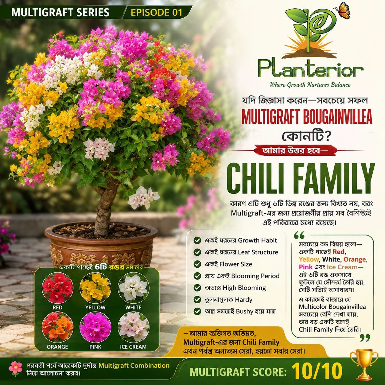 🌶️ Chili Family Bougainvillea | Multigraft Series – Episode 01 | Multigraft-এর জন্য কি এটিই সেরা Bougainvillea Family?