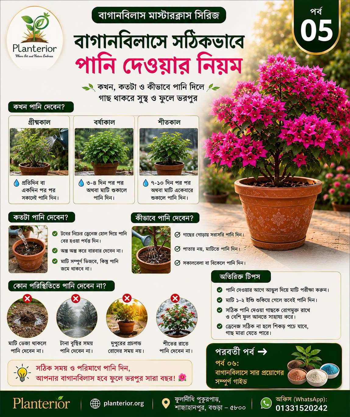 🌸 বাগানবিলাস মাস্টারক্লাস | পর্ব–০৫: বাগানবিলাসে সঠিকভাবে পানি দেওয়ার নিয়ম—কখন, কতটুকু এবং কীভাবে পানি দেবেন?