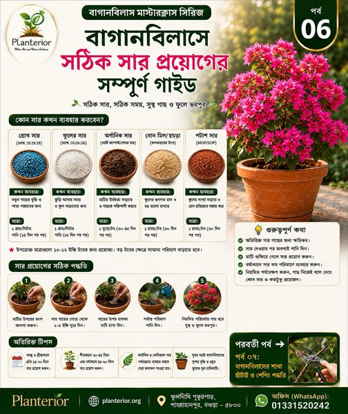 🌸 বাগানবিলাস মাস্টারক্লাস | পর্ব–০৬: বাগানবিলাসে সঠিক সার প্রয়োগের সম্পূর্ণ গাইড—কোন সার, কতটুকু এবং কখন ব্যবহার করবেন?