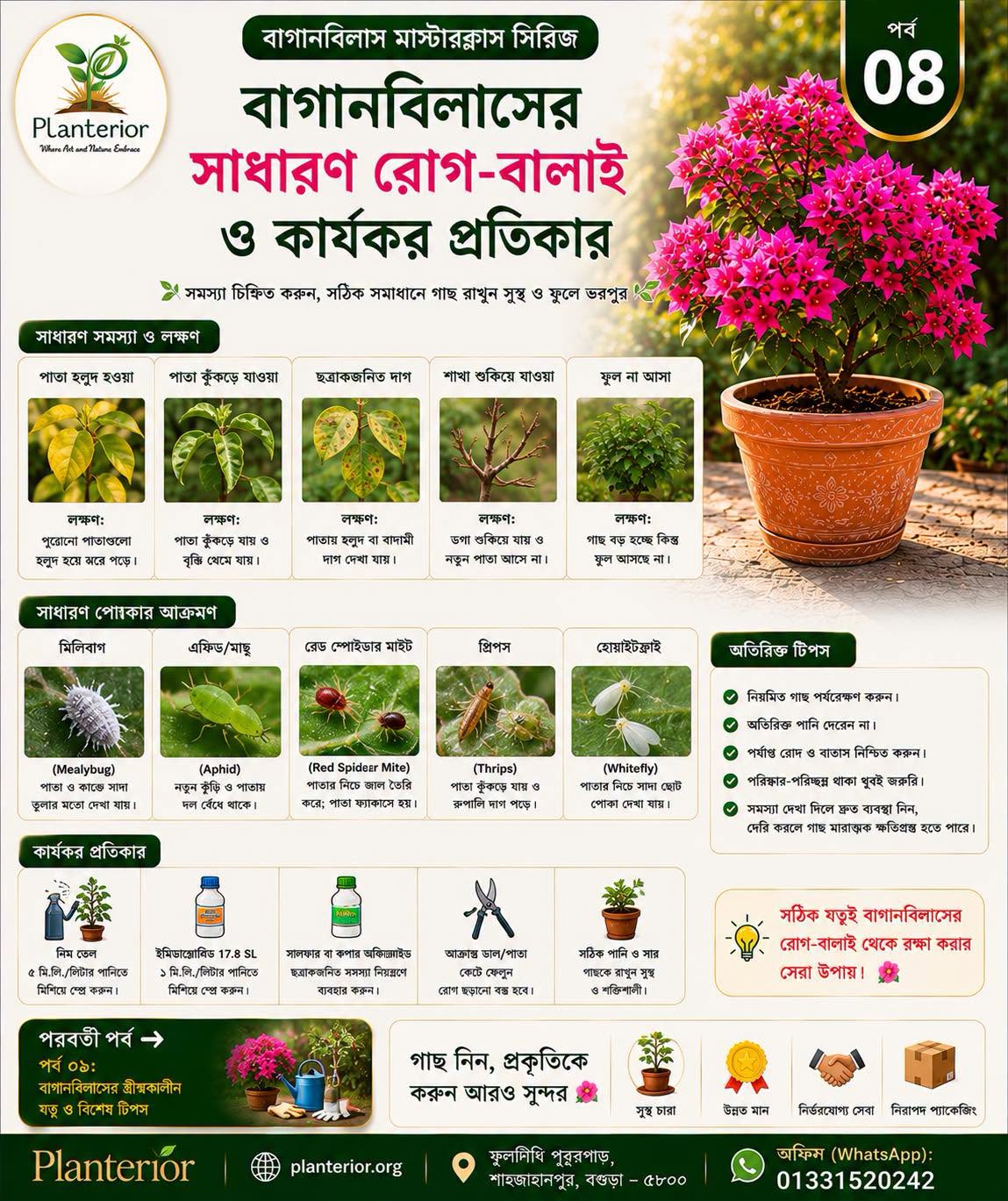 🌸 বাগানবিলাস মাস্টারক্লাস | পর্ব–০৮: বাগানবিলাসের সাধারণ রোগ-বালাই ও কার্যকর প্রতিকার—পাতা হলুদ, পোকামাকড় ও ফুল কমে যাওয়ার সমাধান