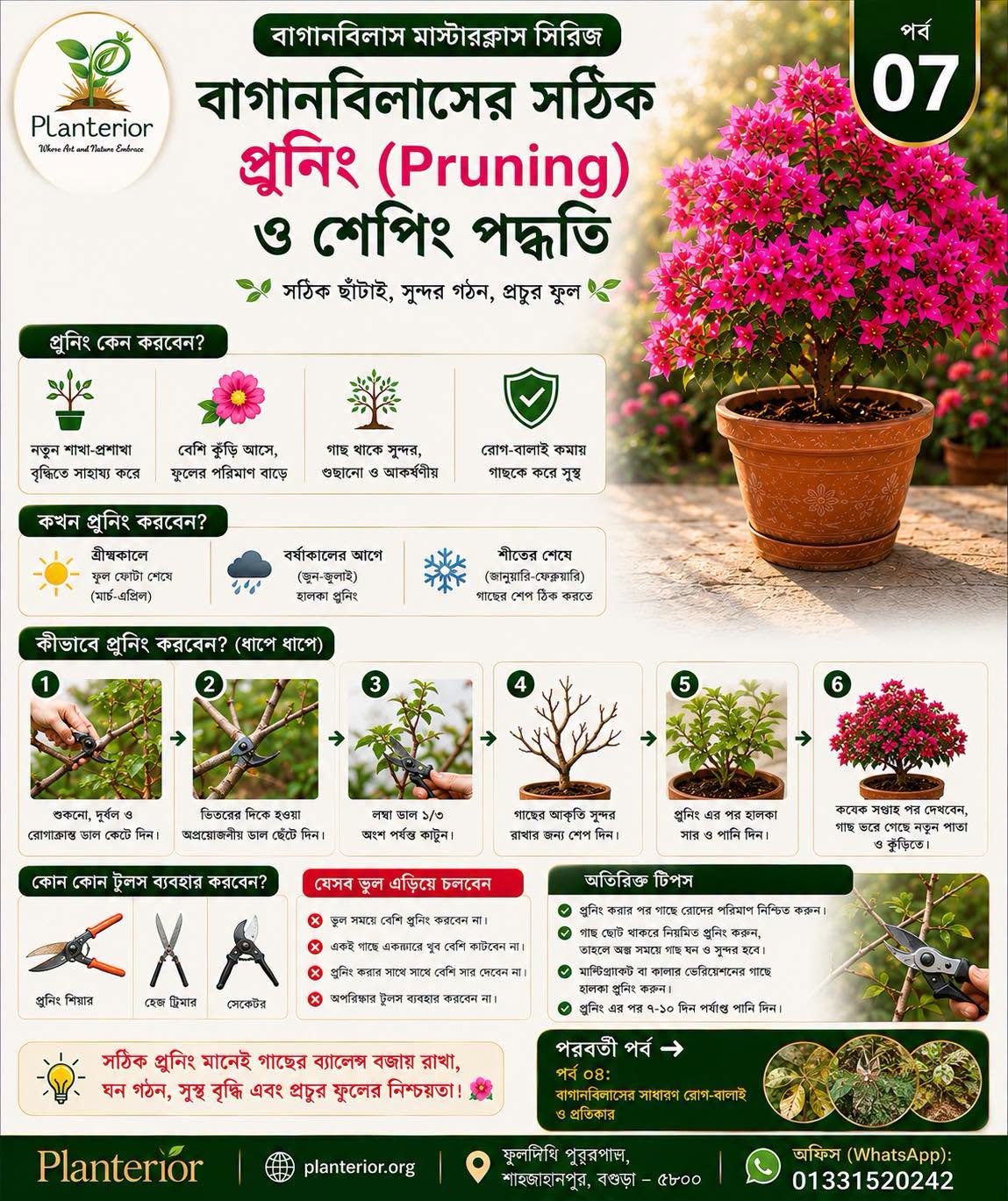 🌸 বাগানবিলাস মাস্টারক্লাস | পর্ব–০৭: বাগানবিলাসের সঠিক Pruning (প্রুনিং) ও Shaping পদ্ধতি—আরও বেশি শাখা ও প্রচুর ফুলের সম্পূর্ণ গাইড