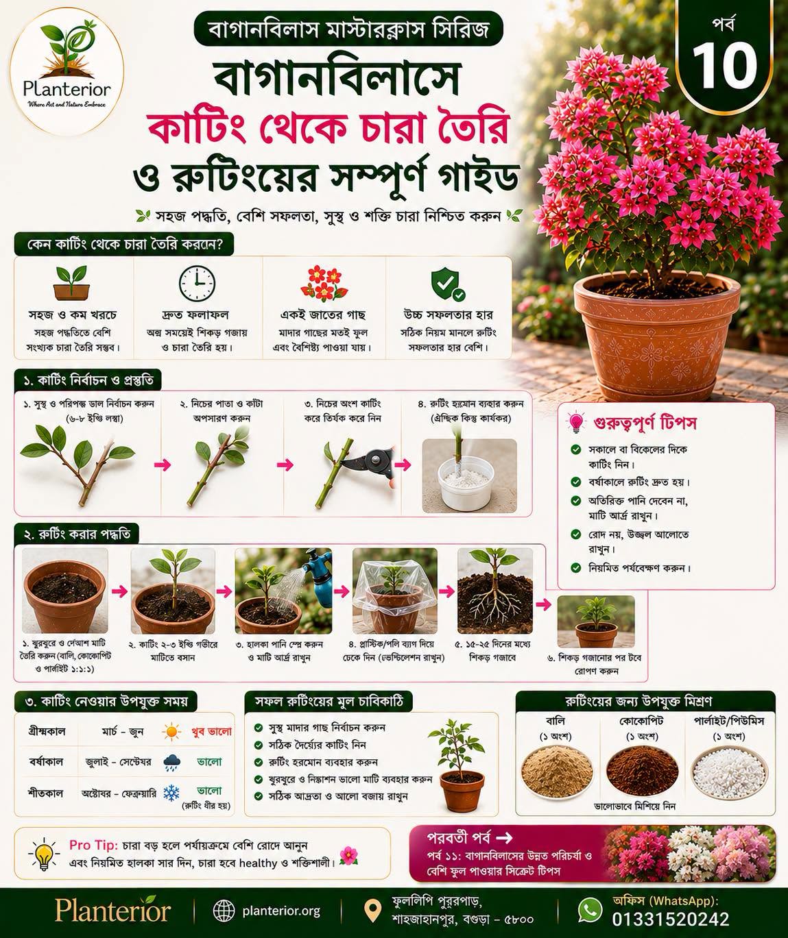 🌸 বাগানবিলাস মাস্টারক্লাস | পর্ব–১০: বাগানবিলাসে কাটিং থেকে চারা তৈরি ও রুটিংয়ের সম্পূর্ণ গাইড
