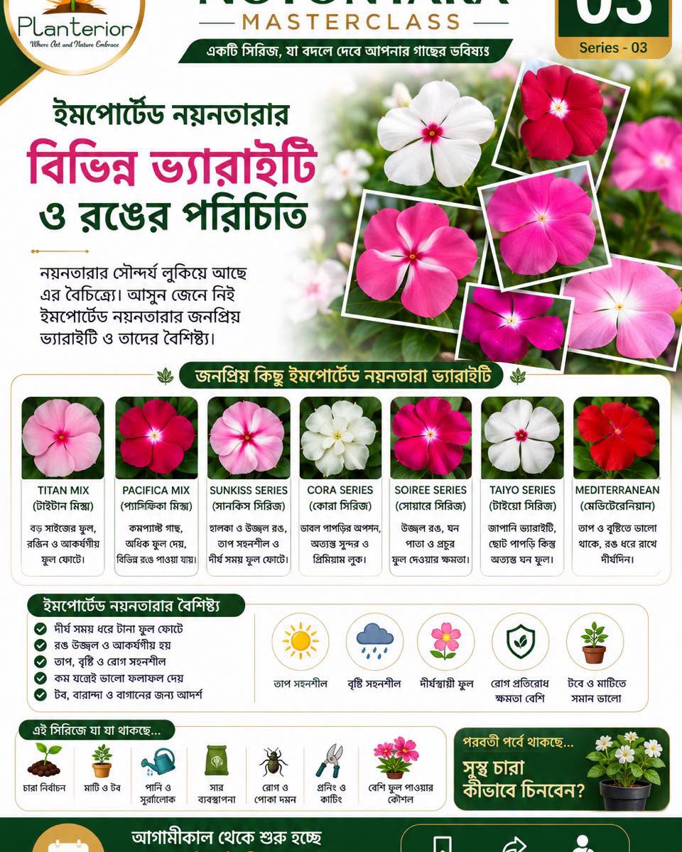 🌸 ইমপোর্টেড নয়নতারা মাস্টারক্লাস | পর্ব–০৩ 🌈 ইমপোর্টেড নয়নতারার বিভিন্ন ভ্যারাইটি ও রঙের পরিচিতি