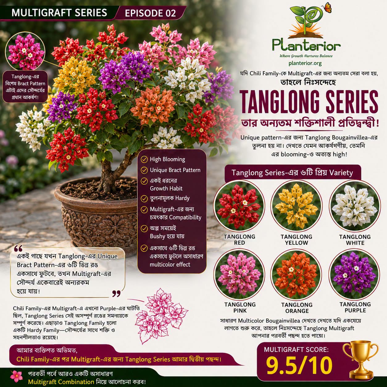 🌈 Tanglong Series Bougainvillea | MULTIGRAFT SERIES – Episode 02 | Chili Family-এর সবচেয়ে শক্তিশালী প্রতিদ্বন্দ্বী?