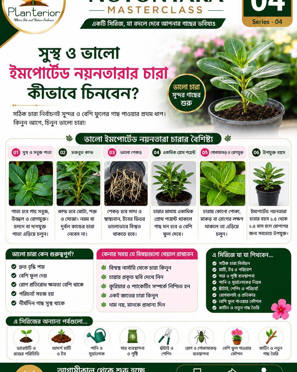🌸 ইমপোর্টেড নয়নতারা মাস্টারক্লাস | পর্ব–০৪ 🌱 সুস্থ ও ভালো ইমপোর্টেড নয়নতারার চারা কীভাবে চিনবেন?