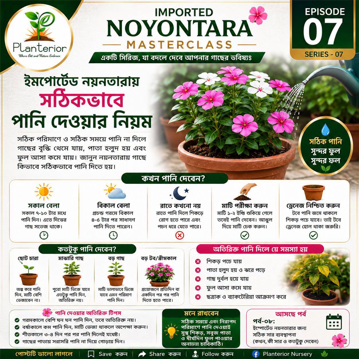 ইমপোর্টেড নয়নতারায় সঠিকভাবে পানি দেওয়ার নিয়ম | কখন, কতটুকু ও কীভাবে পানি দেবেন | নয়নতারা মাস্টারক্লাস পর্ব–০৭