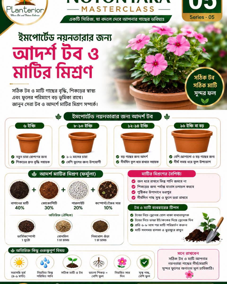 🌸 ইমপোর্টেড নয়নতারা মাস্টারক্লাস | পর্ব–০৫ ইমপোর্টেড নয়নতারার জন্য আদর্শ টব ও মাটির মিশ্রণ