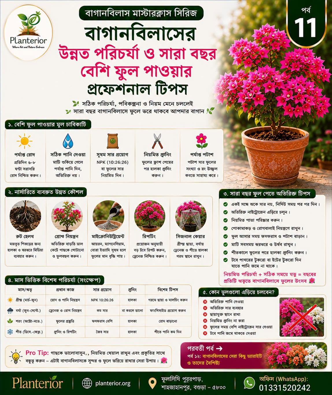 🌸 বাগানবিলাস মাস্টারক্লাস | পর্ব–১১: উন্নত পরিচর্যা ও সারা বছর বেশি ফুল পাওয়ার প্রফেশনাল টিপস