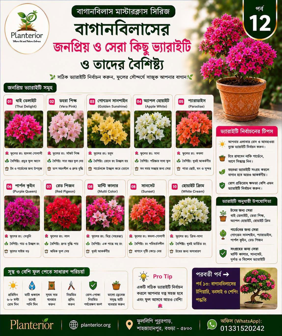 🌸 বাগানবিলাস মাস্টারক্লাস | পর্ব–১২: বাগানবিলাসের জনপ্রিয় ভ্যারাইটি ও সঠিক জাত নির্বাচন করার সম্পূর্ণ গাইড