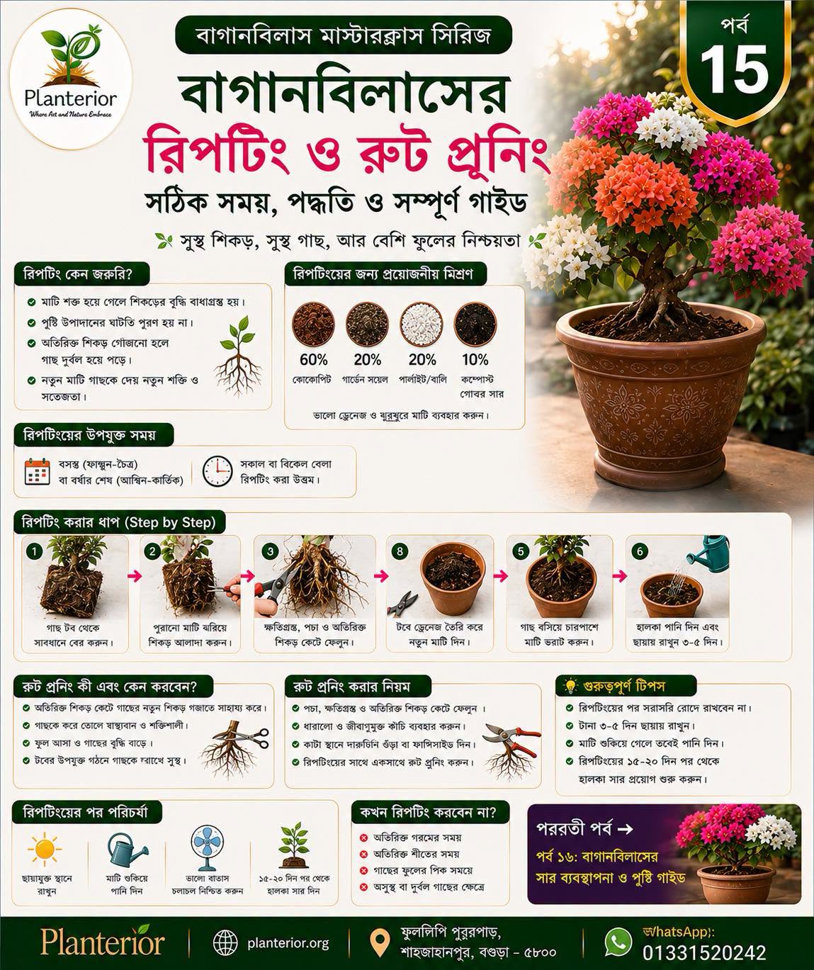 🌸 বাগানবিলাস মাস্টারক্লাস | পর্ব–১৫: বাগানবিলাসের রিপটিং (Repotting) ও রুট প্রুনিং (Root Pruning) – সম্পূর্ণ গাইড