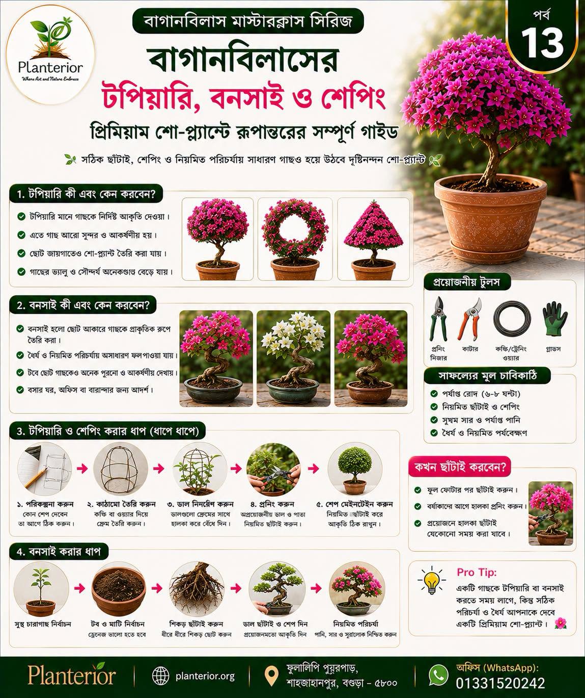 🌸 বাগানবিলাস মাস্টারক্লাস | পর্ব–১৩: বাগানবিলাসের টপিয়ারি, বনসাই ও শেপিং—একটি সাধারণ গাছকে প্রিমিয়াম শো-প্ল্যান্টে রূপান্তর করুন
