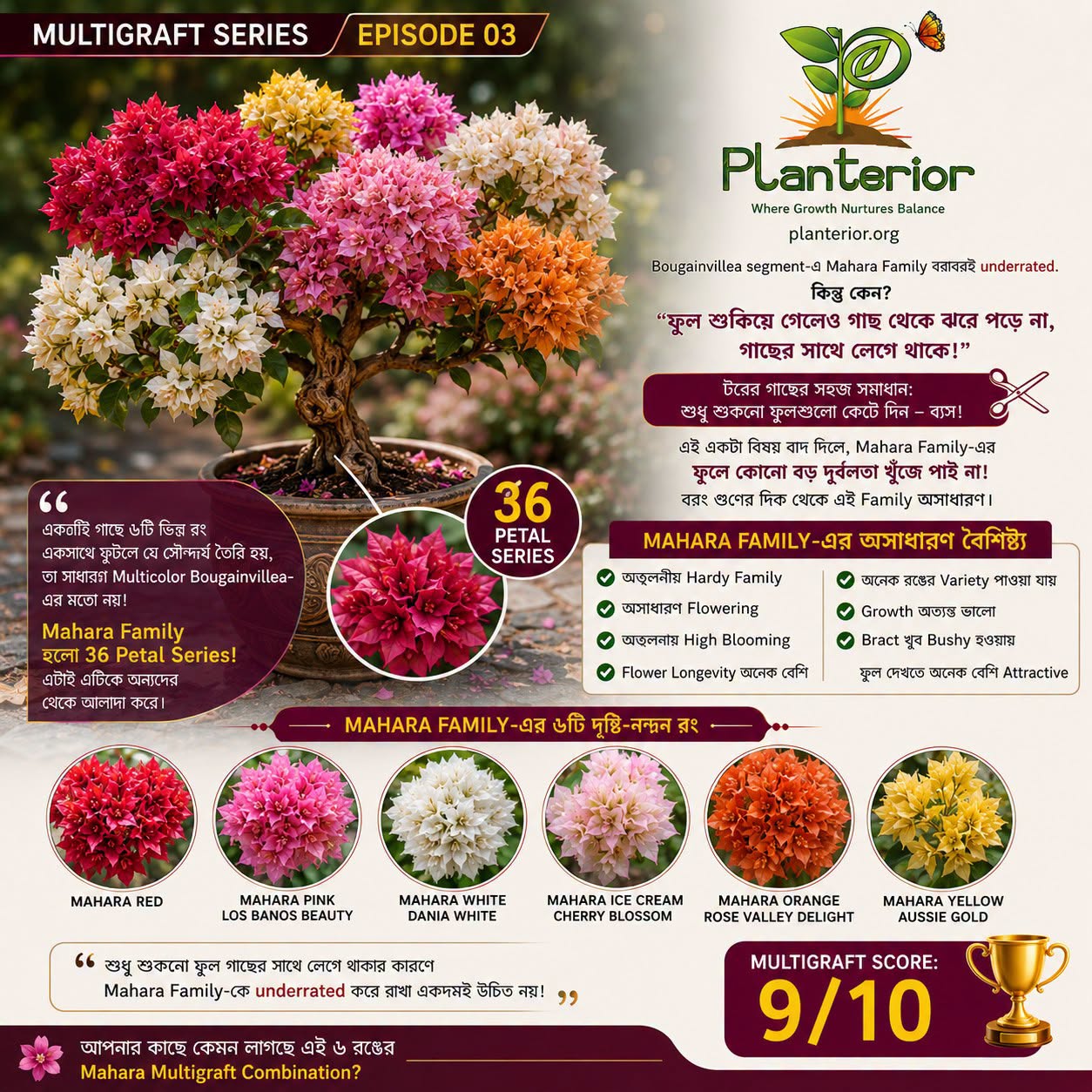 🌺 Mahara Family Bougainvillea | MULTIGRAFT SERIES – Episode 03 | The Underrated Multigraft Champion