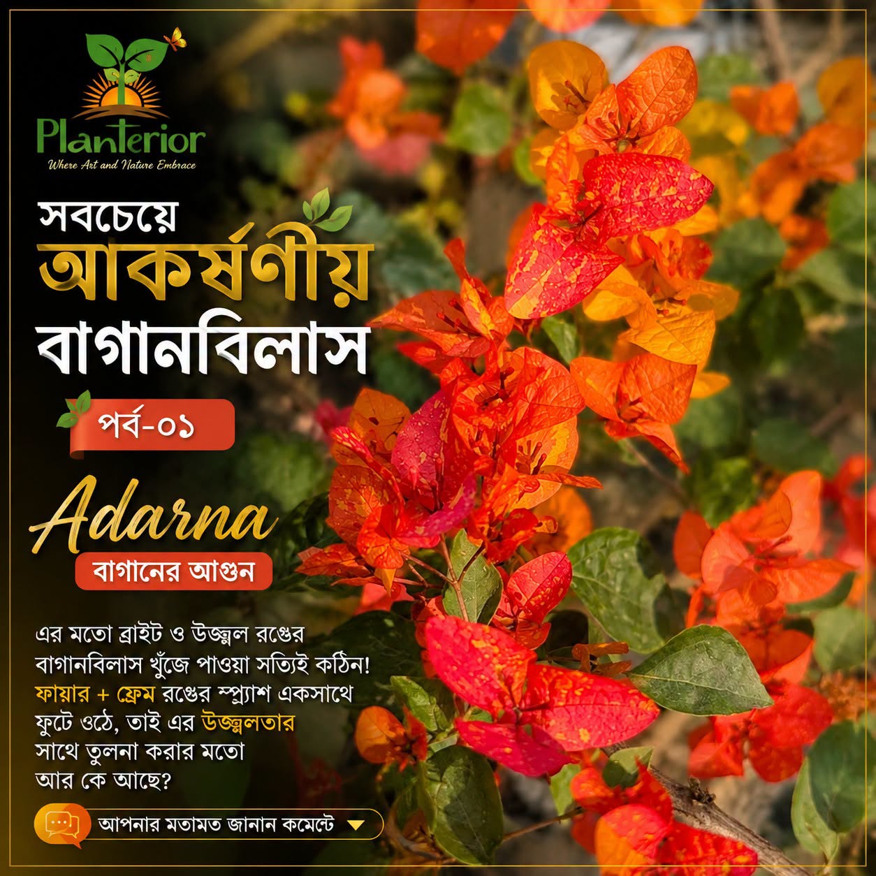 🔥 সবচেয়ে আকর্ষণীয় বাগানবিলাস | পর্ব–০১ — Adarna (বাগানের আগুন)