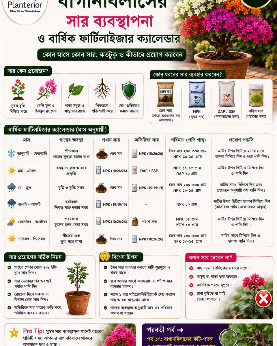 🌸 বাগানবিলাস মাস্টারক্লাস | পর্ব–১৬: বাগানবিলাসের সার ব্যবস্থাপনা ও বার্ষিক ফার্টিলাইজার ক্যালেন্ডার