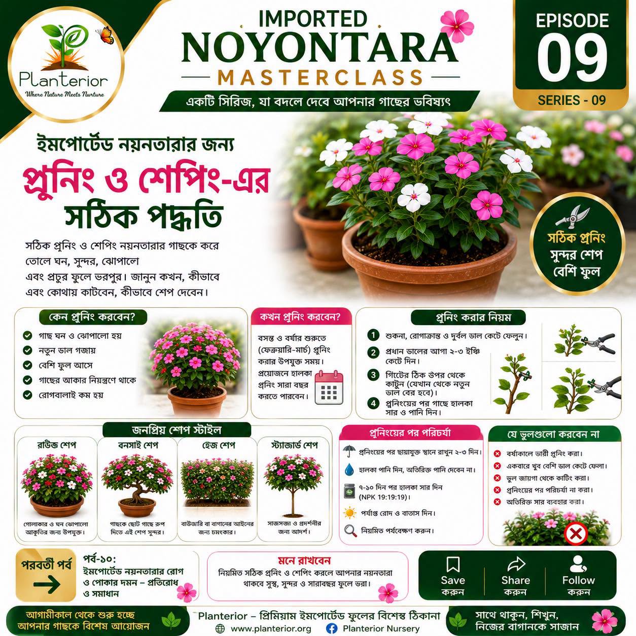 ইমপোর্টেড নয়নতারার প্রুনিং ও শেপিং-এর সঠিক পদ্ধতি | কীভাবে ঝোপালো ও বেশি ফুলের গাছ তৈরি করবেন | নয়নতারা মাস্টারক্লাস পর্ব–০৯