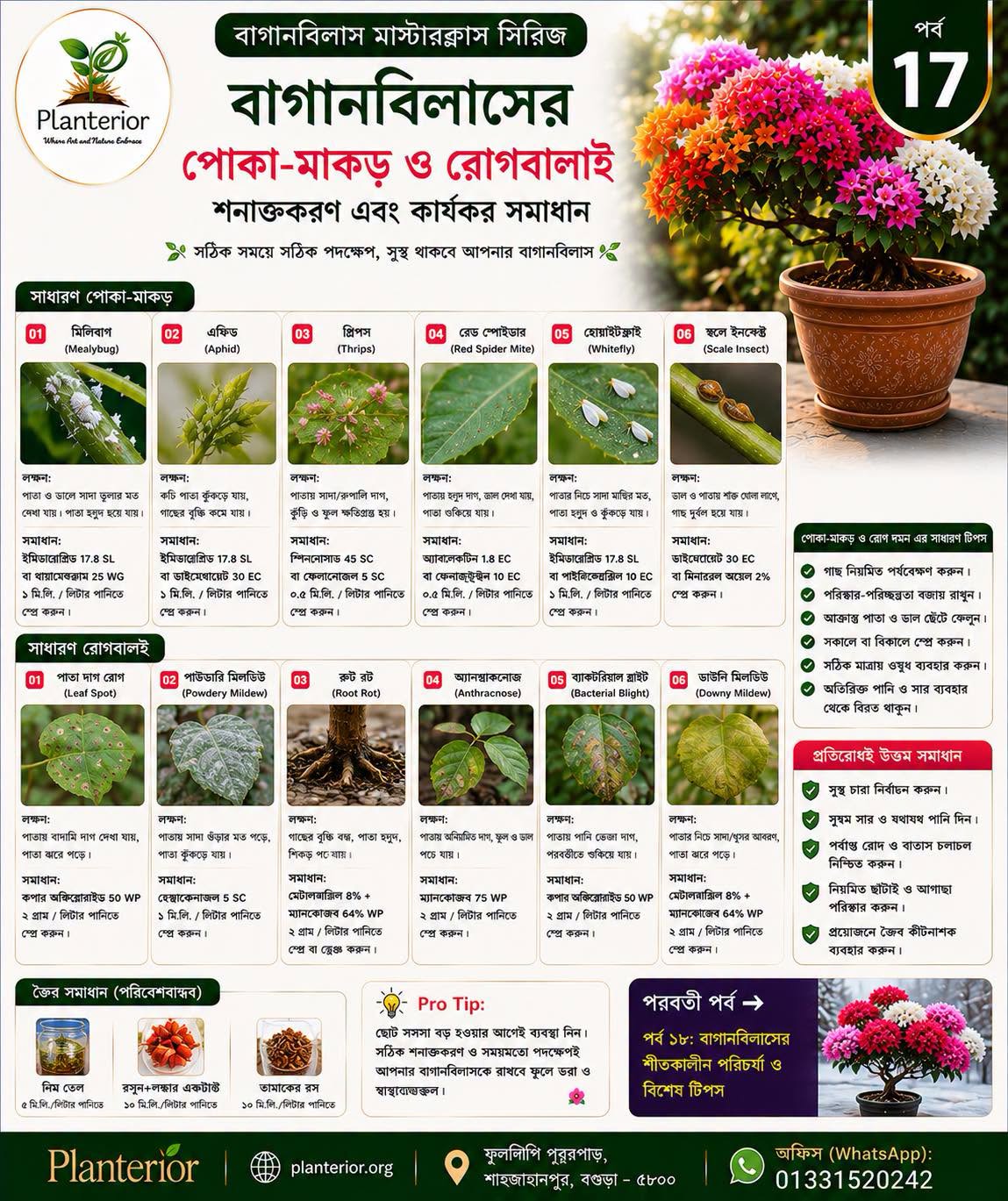 🌸 বাগানবিলাস মাস্টারক্লাস | পর্ব–১৭: বাগানবিলাসের পোকা-মাকড় ও রোগবালাই শনাক্তকরণ এবং কার্যকর সমাধান