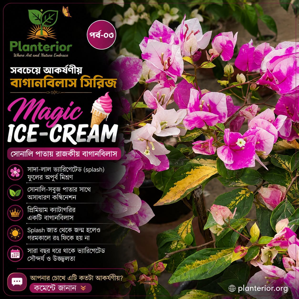 🍦 সবচেয়ে আকর্ষণীয় বাগানবিলাস | পর্ব–০৩ — Magic Ice-cream (সোনালি পাতার রাজকীয় সৌন্দর্য)