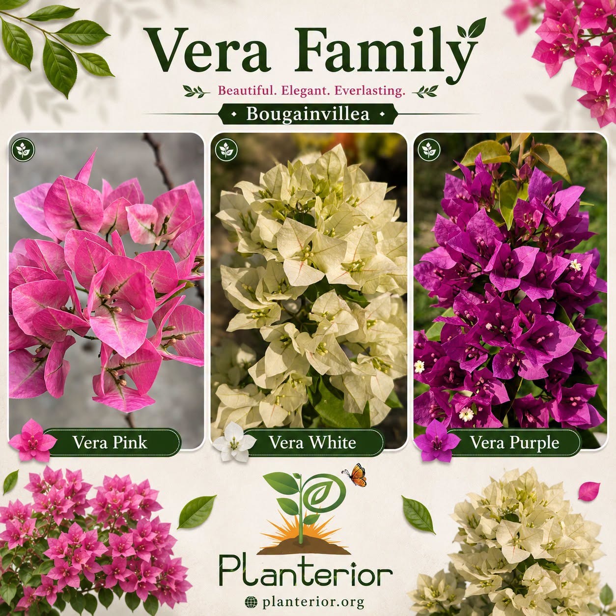 🌸 Vera Family Bougainvillea | একই পরিবারের ৩টি ভিন্ন সৌন্দর্য – Vera Pink, Vera White ও Vera Purple