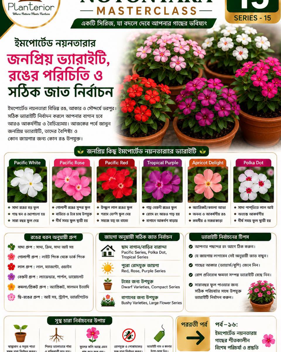 ইমপোর্টেড নয়নতারার জনপ্রিয় ভ্যারাইটি, রঙের পরিচিতি ও সঠিক জাত নির্বাচন | Masterclass পর্ব–১৫
