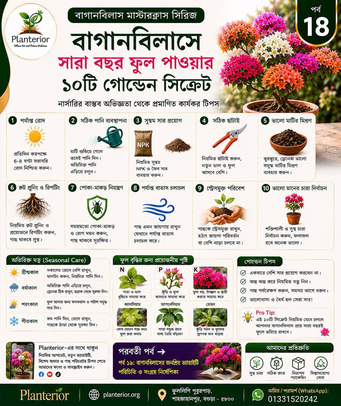 🌸 বাগানবিলাস মাস্টারক্লাস | পর্ব–১৮: বাগানবিলাসে সারা বছর ফুল পাওয়ার ১০টি গোল্ডেন সিক্রেট