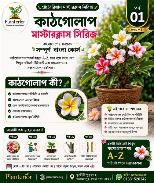 কাঠগোলাপ কী? পরিচিতি, উৎপত্তি ও বাংলাদেশে কাঠগোলাপ চাষের সম্পূর্ণ গাইড | কাঠগোলাপ মাস্টারক্লাস পর্ব–০১