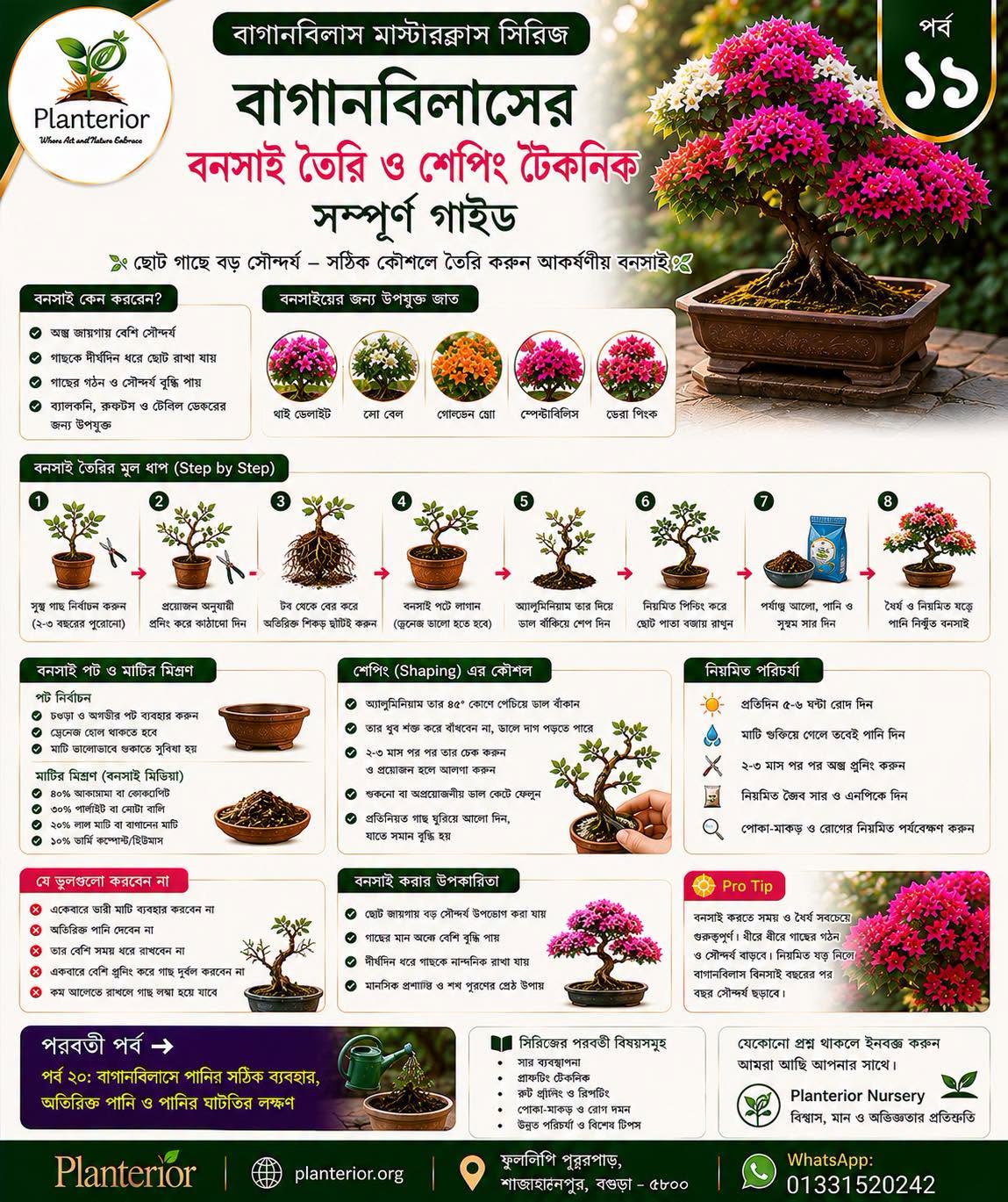 🌸 বাগানবিলাস মাস্টারক্লাস সিরিজ | পর্ব–১৯ 🌳 বাগানবিলাসের বনসাই (Bougainvillea Bonsai) তৈরি ও শেপিং টেকনিক — সম্পূর্ণ গাইড