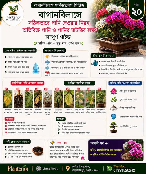 🌸 বাগানবিলাস মাস্টারক্লাস সিরিজ | পর্ব–২০ 💧 বাগানবিলাসে সঠিকভাবে পানি দেওয়ার নিয়ম | অতিরিক্ত পানি ও পানির ঘাটতির লক্ষণ