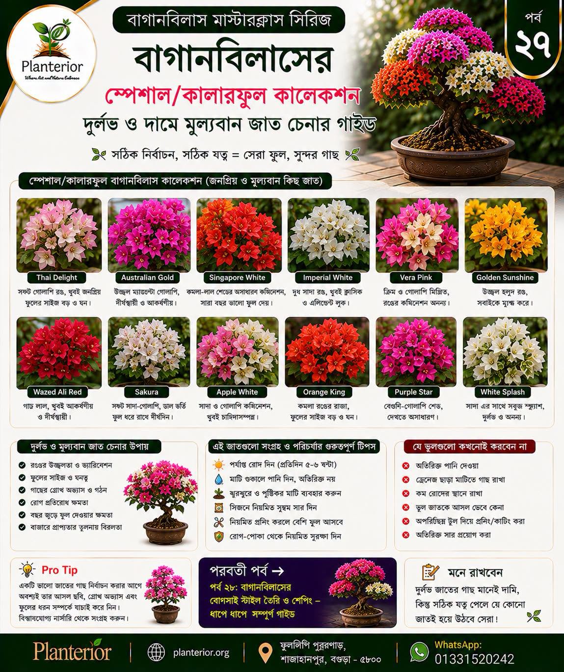 🌸 বাগানবিলাস মাস্টারক্লাস সিরিজ | পর্ব–২৭ 🌈 বাগানবিলাসের স্পেশাল ও কালারফুল কালেকশন