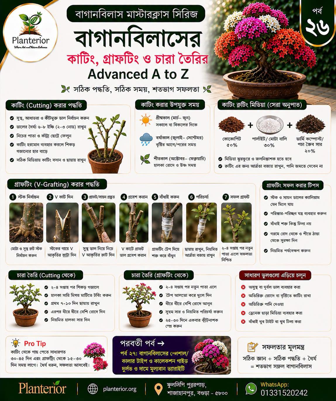 🌸 বাগানবিলাস মাস্টারক্লাস সিরিজ | পর্ব–২৬ বাগানবিলাসের কাটিং, গ্রাফটিং ও চারা তৈরির Advanced A to Z