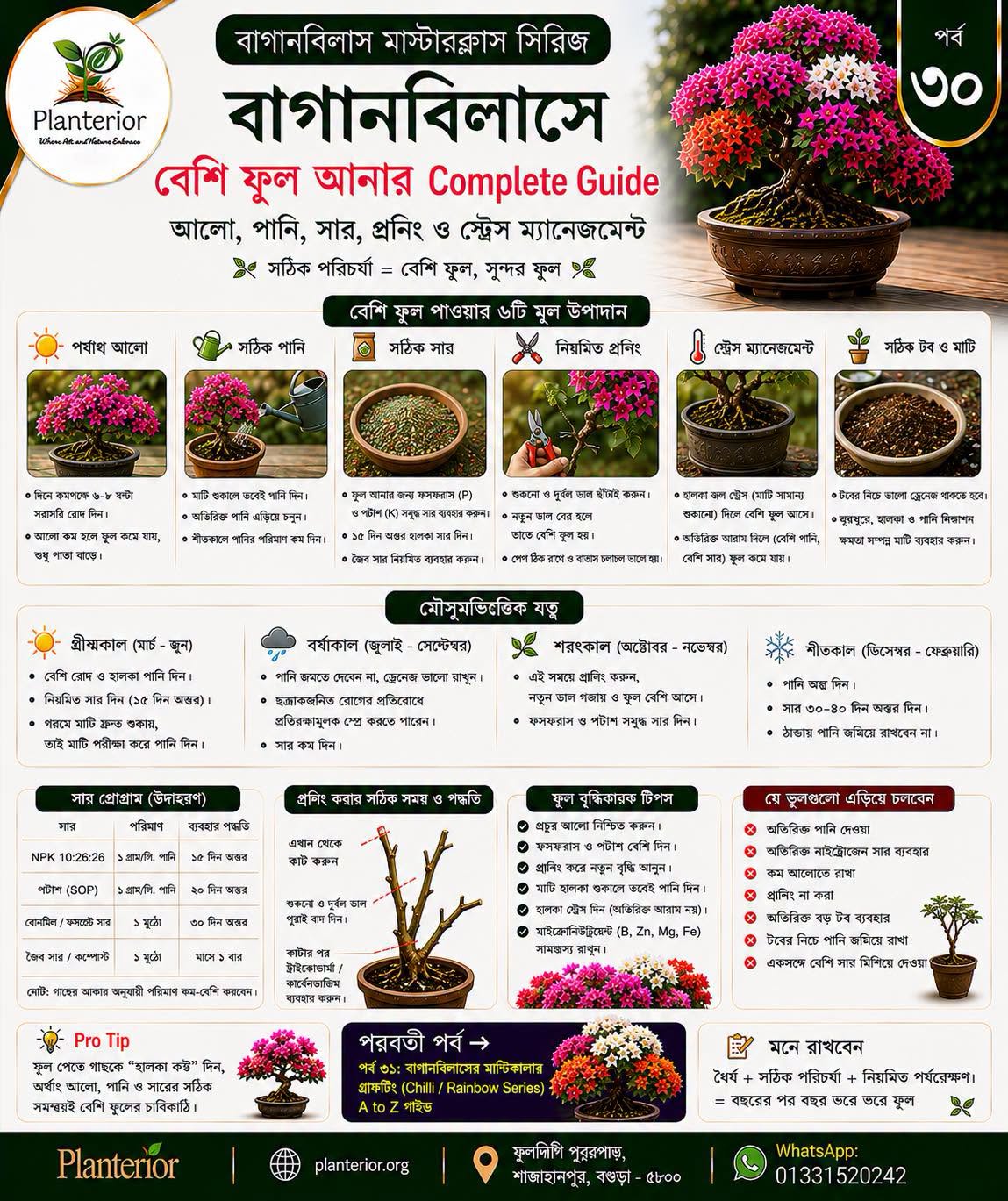🌸 বাগানবিলাস মাস্টারক্লাস | পর্ব–৩০, 🌺 বাগানবিলাসে বেশি ফুল আনার Complete Guide