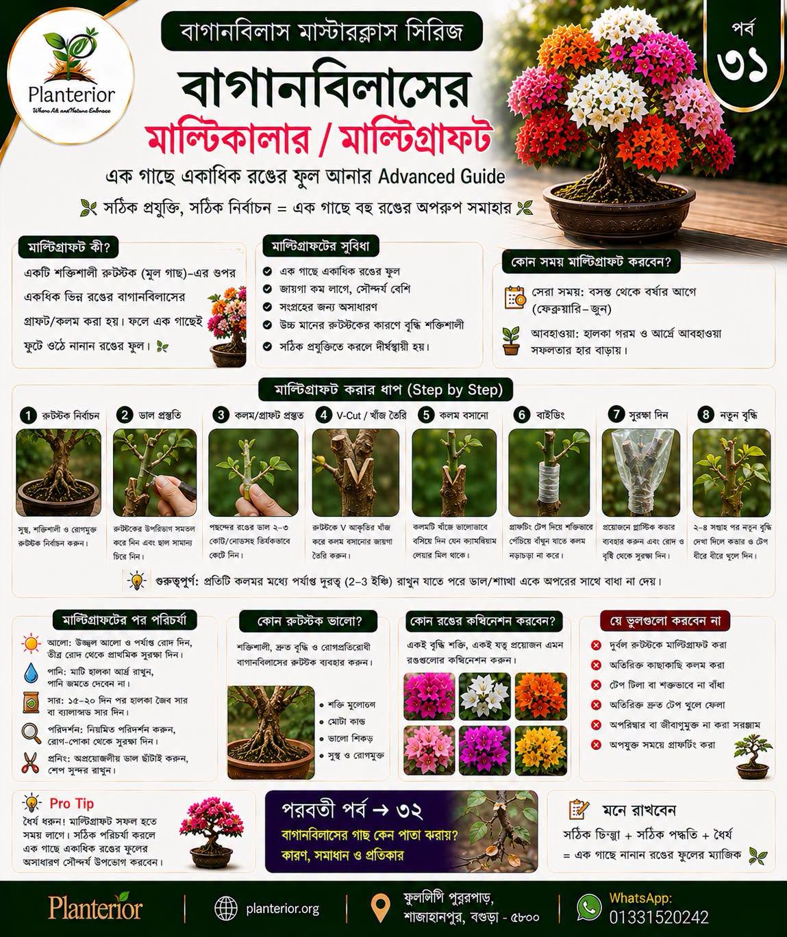 বাগানবিলাসের মাল্টিকালার / মাল্টিগ্রাফটিং | বাগানবিলাস মাস্টারক্লাস সিরিজ – পর্ব ৩১