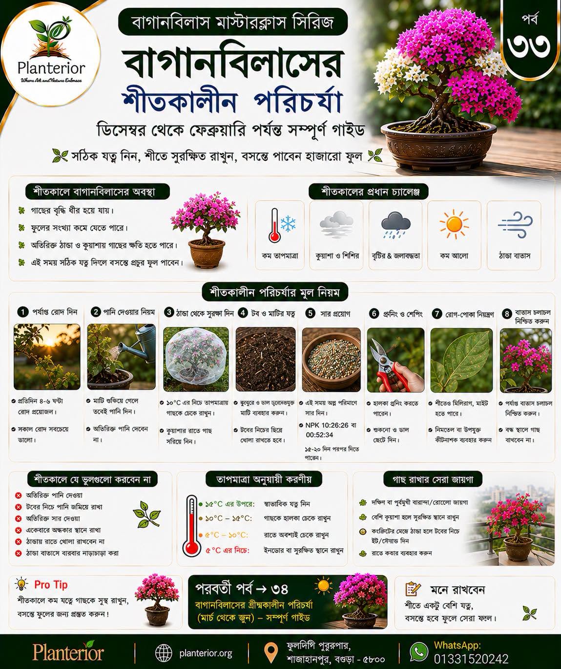 বাগানবিলাসের শীতকালীন পরিচর্যা: ডিসেম্বর–ফেব্রুয়ারি সম্পূর্ণ গাইড | পর্ব–৩৩