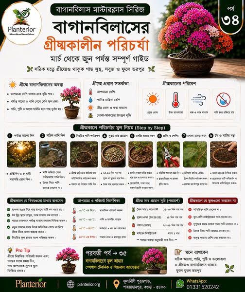 বাগানবিলাসের গ্রীষ্মকালীন পরিচর্যা: মার্চ–জুন সম্পূর্ণ গাইড | পর্ব–৩৪