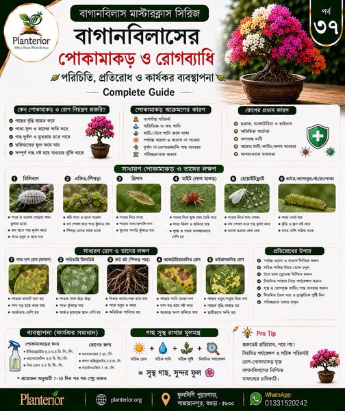 বাগানবিলাসের পোকামাকড় ও রোগব্যাধি: লক্ষণ, প্রতিরোধ ও কার্যকর ব্যবস্থাপনা | পর্ব–৩৭