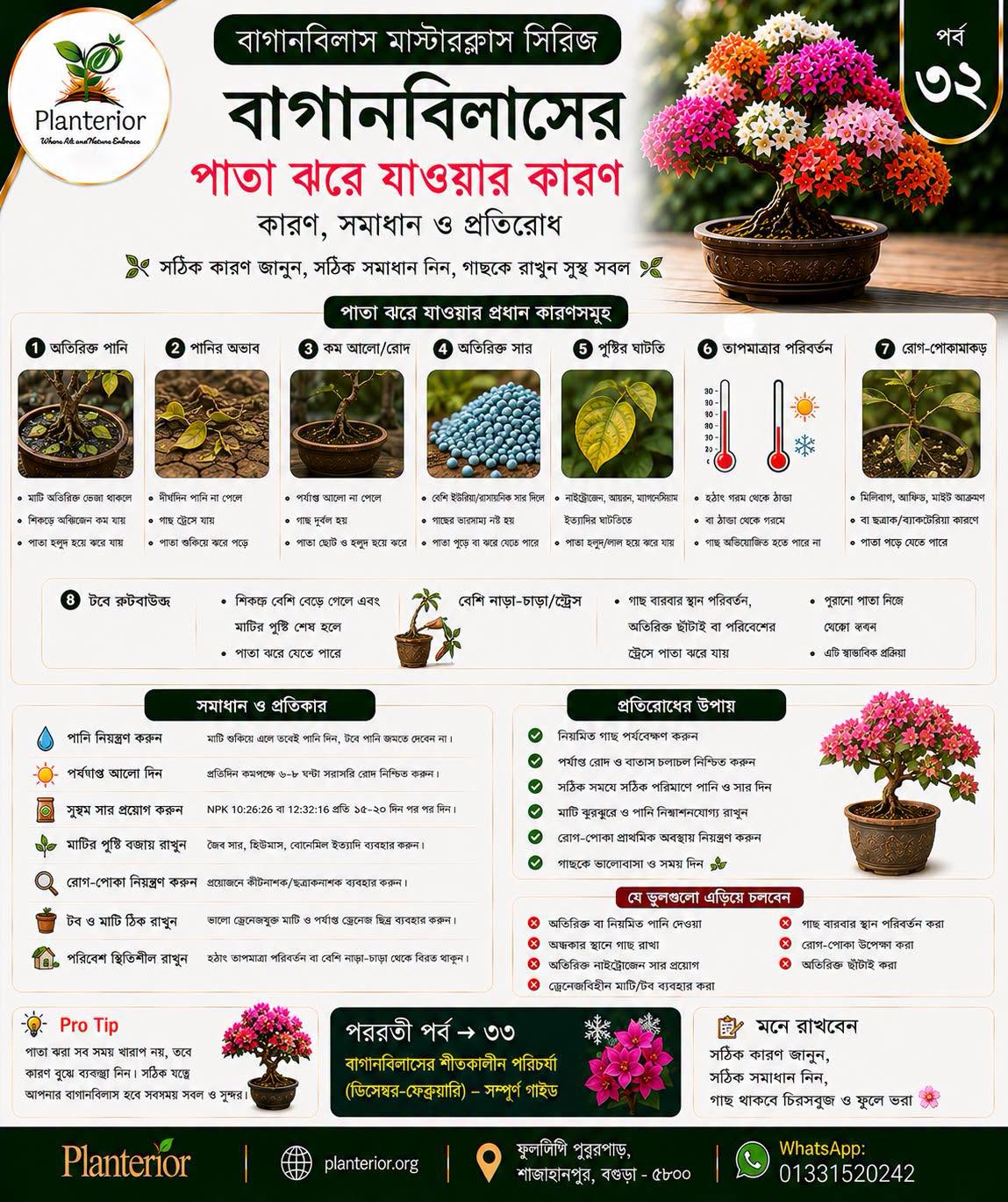 বাগানবিলাসের পাতা ঝরে যাওয়ার কারণ, সমাধান ও প্রতিরোধ | পর্ব–৩২