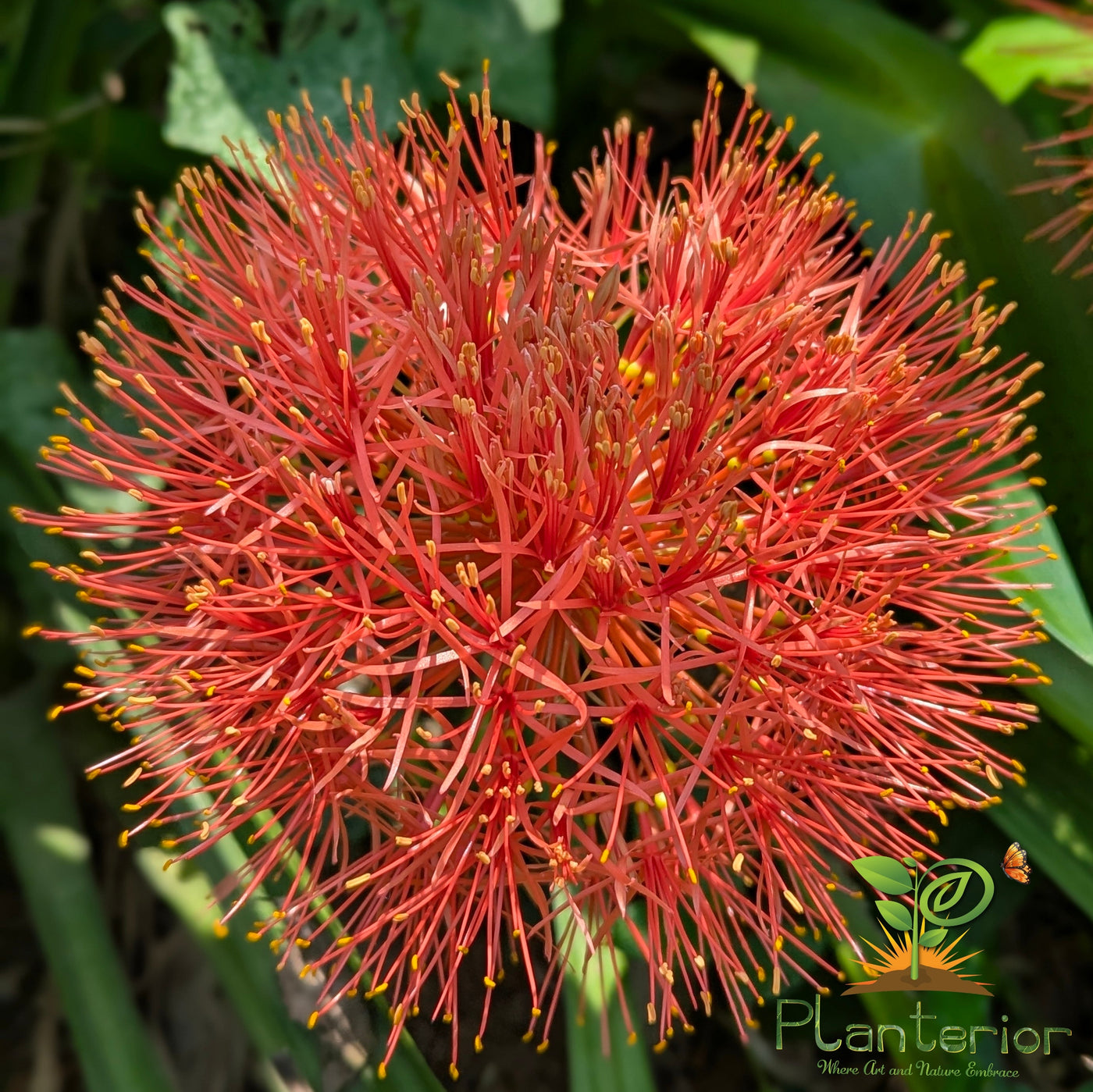 ব্লাড লিলি (Blood Lily): আগুনের বল ফুলের পরিচর্যা, জাতভেদ ও জনপ্রিয়তার রহস্য