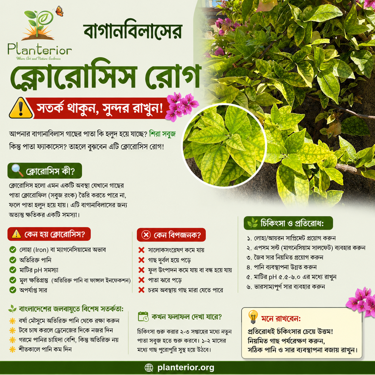 বাগানবিলাসের ক্লোরোসিস রোগ: কারণ, লক্ষণ ও সম্পূর্ণ সমাধান