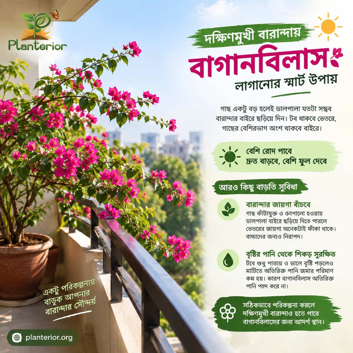 দক্ষিণমুখী বারান্দায় বাগানবিলাস: বেশি রোদ, দ্রুত বৃদ্ধি ও বেশি ফুলের জন্য স্মার্ট পরিকল্পনা