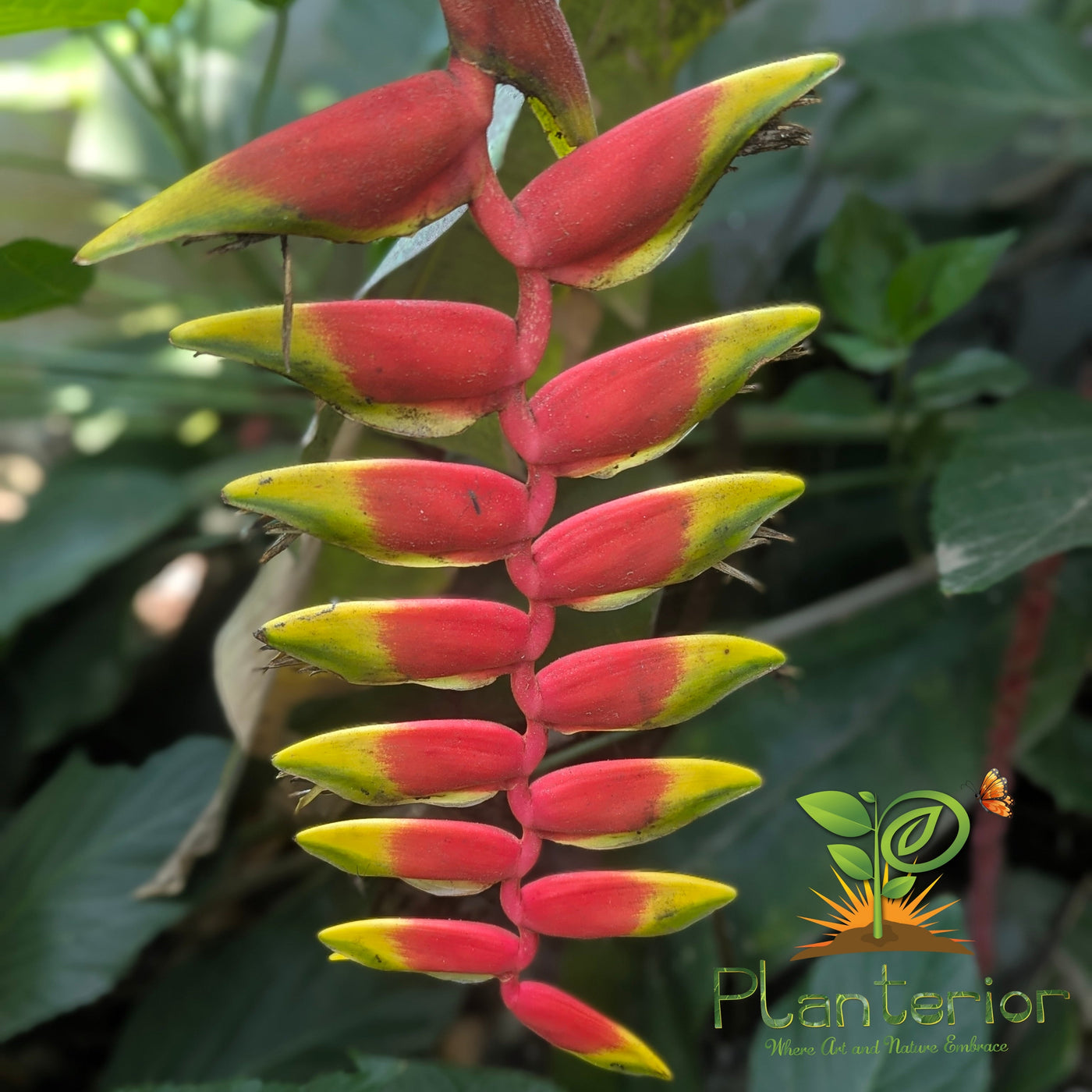 False Bird of Paradise (হেলিকোনিয়া) – বাংলাদেশের আবহাওয়ায় অতি যত্নহীন পাখি ফুল