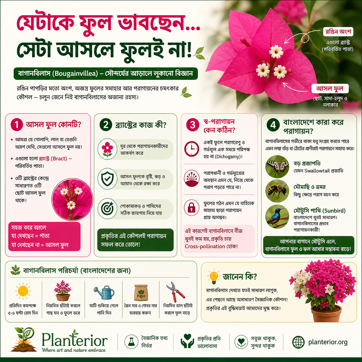 বাগানবিলাসের আসল ফুল কোনটি? ব্র্যাক্ট, পরাগায়ন ও লুকানো বিজ্ঞান