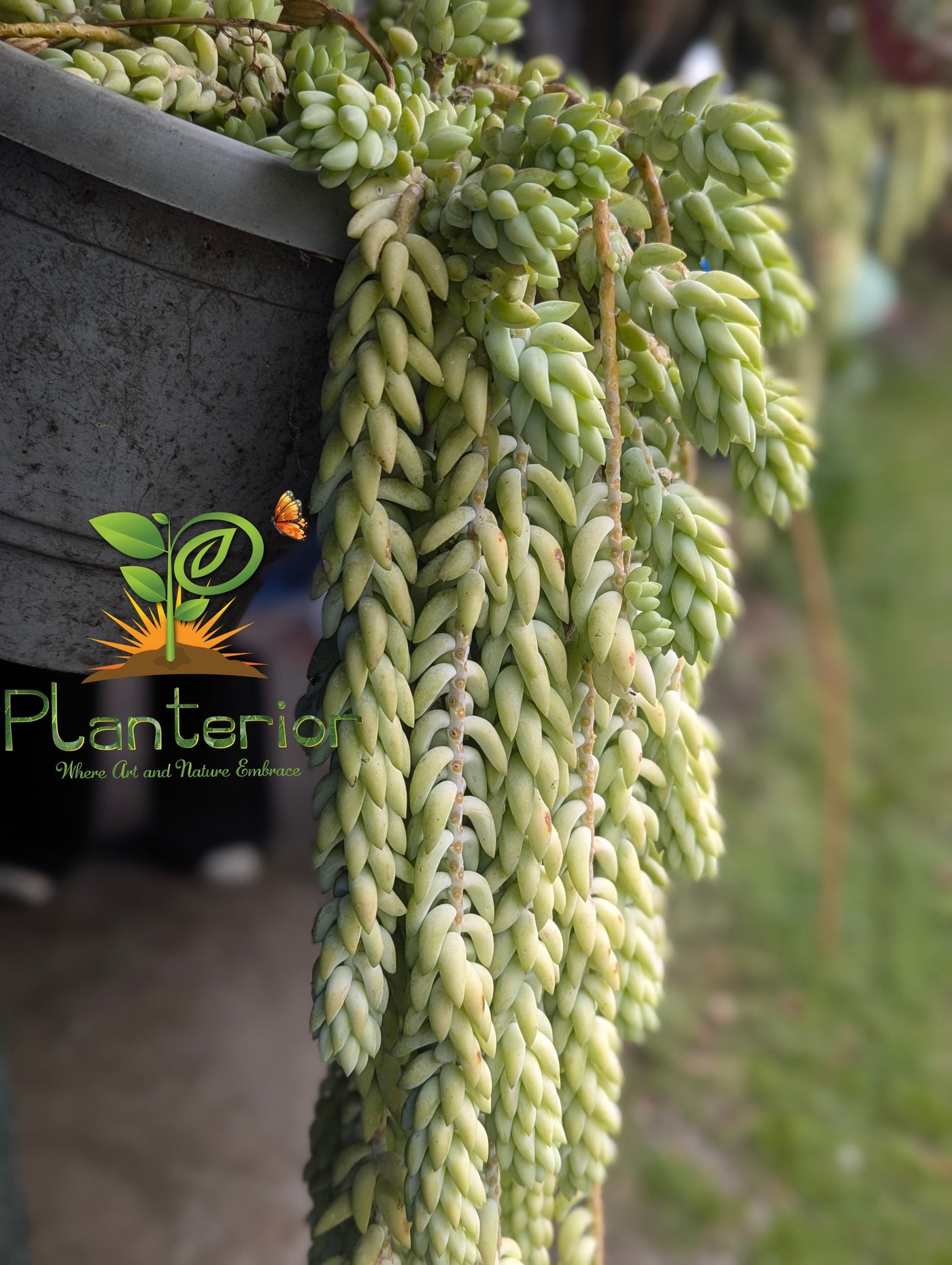 ঝুলন্ত সাকুলেন্ট গাছ (Burro’s Tail) | ইনডোর-আউটডোর ডেকোরেটিভ প্ল্যান্ট