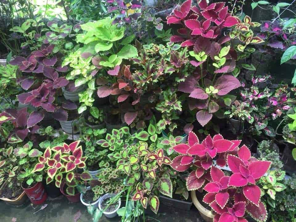 Coleus - কৈলাশ