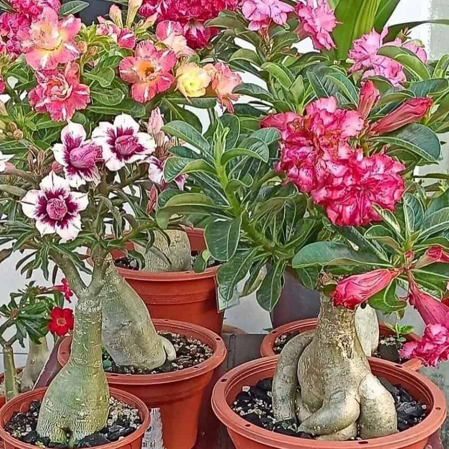 Adenium Obesum