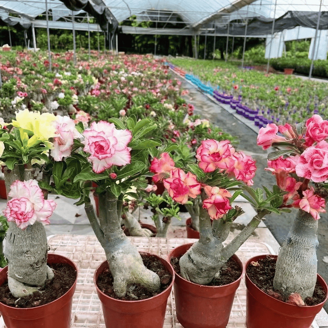 Adenium