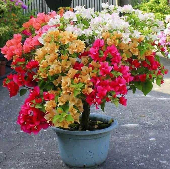 Bougainvillea