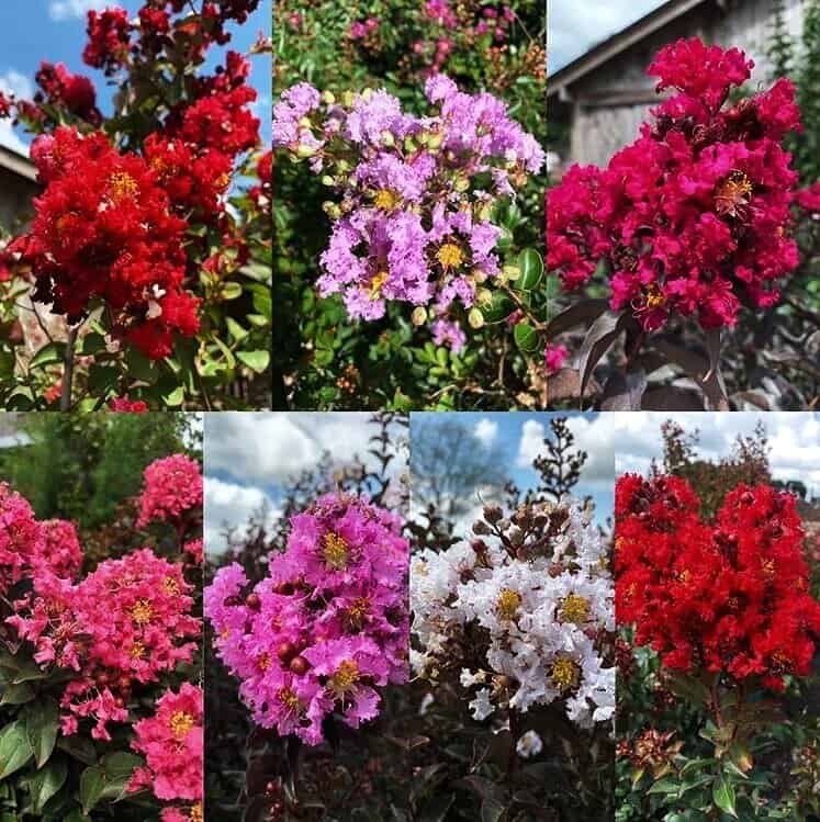 Crepe myrtle - ফুরুস